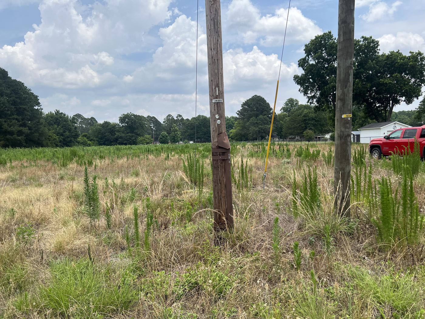 Weeds overtaking utility poles before service